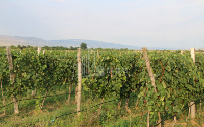 For Sale Chateau / Wine factory Commercial In Does, Kaspi