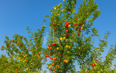 For Sale Orchards Land In Kvemo Shukhuti, Lanchkhuti