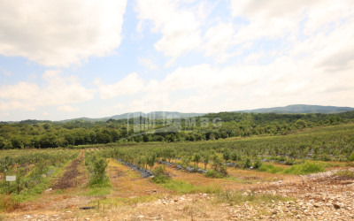 For Sale Blueberry orchard Land In Senaki