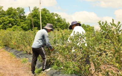 For Sale Blueberry orchard Land In Senaki