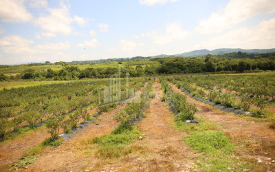 For Sale Blueberry orchard Land In Senaki