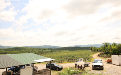 For Sale Blueberry orchard Land In Senaki