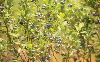 For Sale Blueberry orchard Land In Senaki