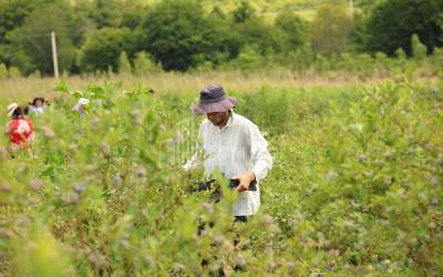 For Sale Blueberry orchard Land In Senaki