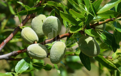 For Sale Walnut orchard Land In Bolnisi
