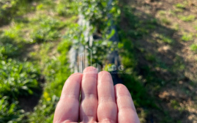For Sale Blueberry orchard Land In Samegrelo