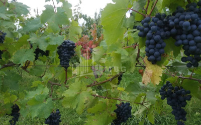 Продается Виноградник - Замковые Земля В Гори