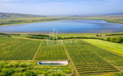 Продается Фруктовые сад Земля В Кумиси, Гардабани