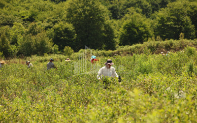 For Sale Blueberry orchard Land In Senaki