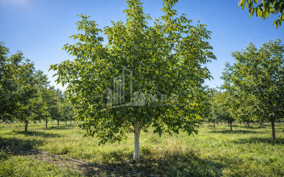 For Sale Walnut orchard Land In Melani, Gurjaani