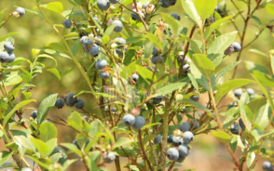 For Sale Blueberry orchard Land In Senaki