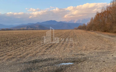 Продается Виноградник - Замковые Земля В Телави