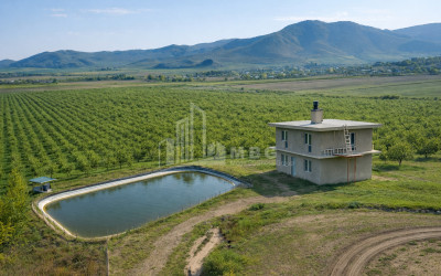 For Sale Walnut orchard Land In Bolnisi