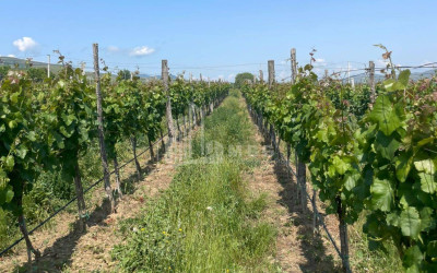 For Sale Chateau / Wine factory Commercial In Does, Kaspi