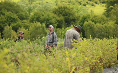 For Sale Blueberry orchard Land In Senaki