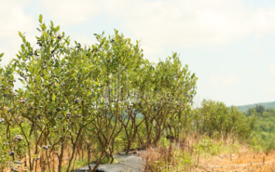 For Sale Blueberry orchard Land In Senaki
