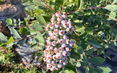 For Sale Blueberry orchard Land In Samegrelo