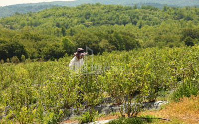 For Sale Blueberry orchard Land In Senaki