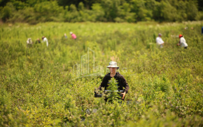 For Sale Blueberry orchard Land In Senaki