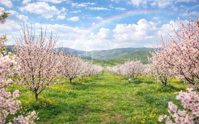 For Sale Walnut orchard Land In Bolnisi