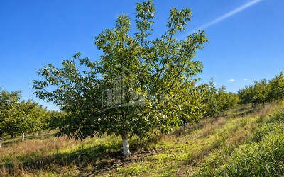 For Sale Walnut orchard Land In Melani, Gurjaani