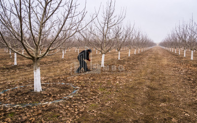For Sale Walnut orchard Land In Melani, Gurjaani