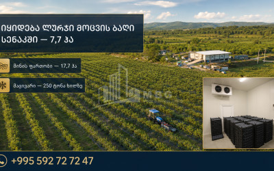 For Sale Blueberry orchard Land In Senaki