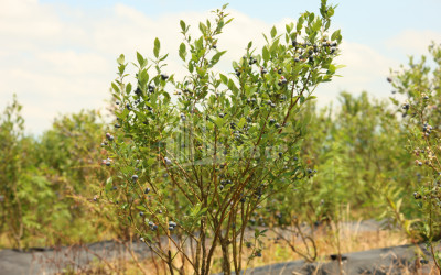 For Sale Blueberry orchard Land In Senaki