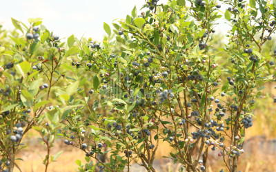 For Sale Blueberry orchard Land In Senaki