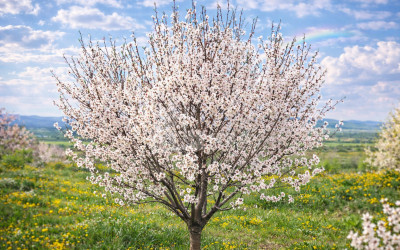 For Sale Walnut orchard Land In Bolnisi