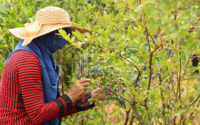 For Sale Blueberry orchard Land In Senaki