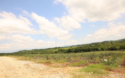 For Sale Blueberry orchard Land In Senaki