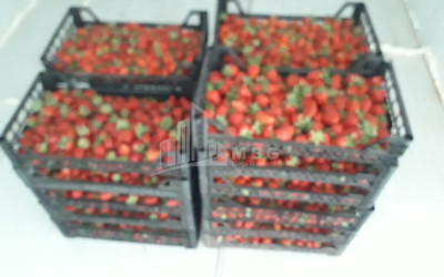 Продается Ферма теплицы Земля В Носири, Сенакски