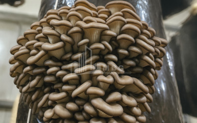 For Sale Mushroom Factory Commercial In Okami, Kaspi