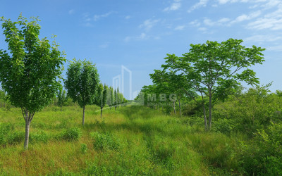 For Sale Orchards Land In Kvemo Shukhuti, Lanchkhuti