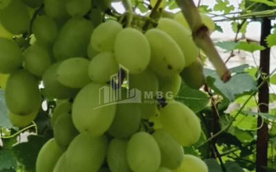 Продается Ферма теплицы Земля В Носири, Сенакски