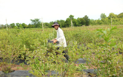 For Sale Blueberry orchard Land In Senaki