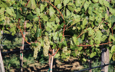 For Sale Chateau / Wine factory Commercial In Does, Kaspi
