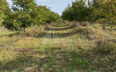 For Sale Walnut orchard Land In Melani, Gurjaani
