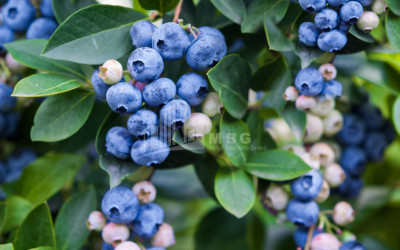 For Sale Blueberry orchard Land In Samegrelo