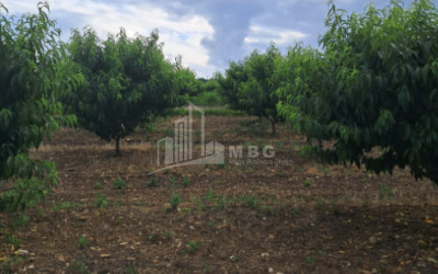 Продается Фруктовые сад Земля В Телави