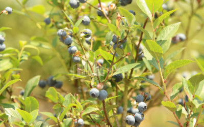 For Sale Blueberry orchard Land In Senaki