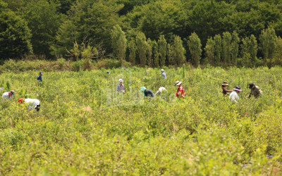 For Sale Blueberry orchard Land In Senaki