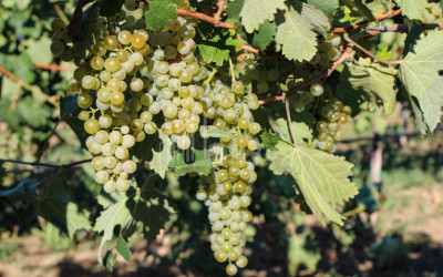For Sale Chateau / Wine factory Commercial In Does, Kaspi