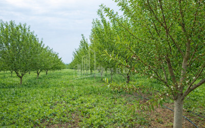 For Sale Walnut orchard Land In Bolnisi