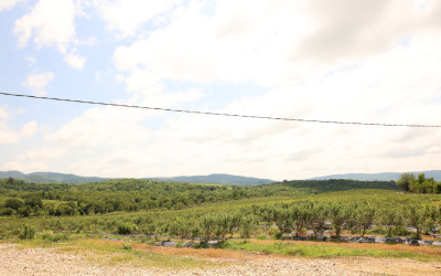 For Sale Blueberry orchard Land In Senaki