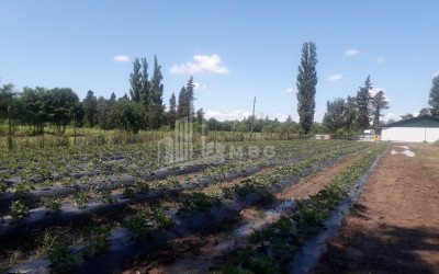 Продается Ферма теплицы Земля В Носири, Сенакски