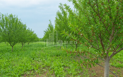 For Sale Walnut orchard Land In Bolnisi