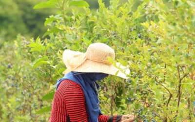 For Sale Blueberry orchard Land In Senaki