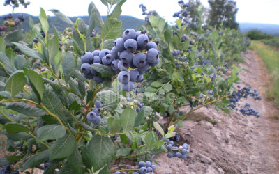 For Sale Blueberry orchard Land In Samegrelo